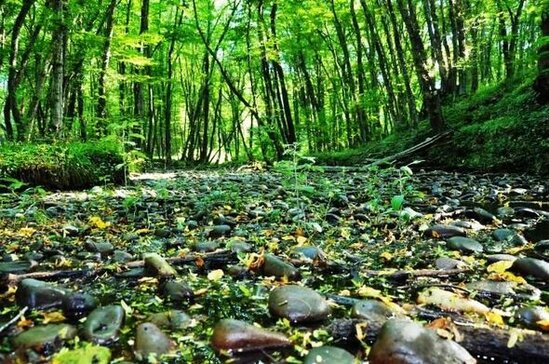 Vətəndaşların NƏZƏRİNƏ: Bazar günü təbiət qoynunda pulsuz istirahət etmək imkanı var - FOTO