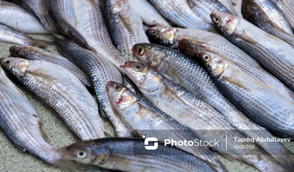 Yerli balığa həsrət qalmışıq: Yeni mövsümdə bazarlarda vəziyyət necə olacaq?