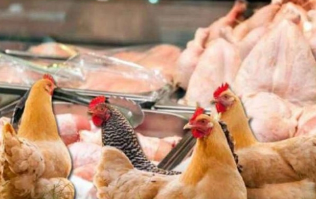 "Kənd toyuğudur" deyib əhalini necə aldadırlar? - İşbazların tələlərinə düşməməyin YOLLARI