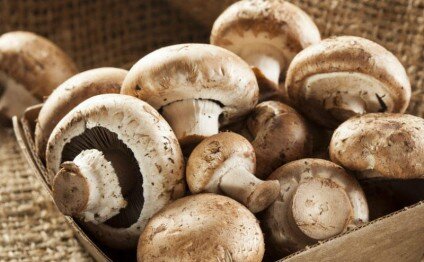 Qaxda daha bir nəfər göbələkdən zəhərləndi