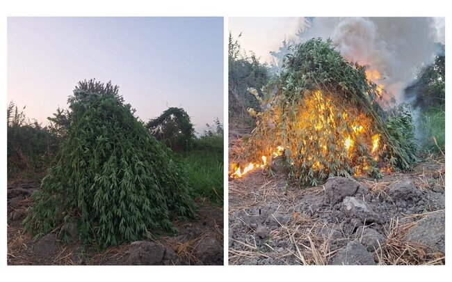 Sabirabadda 2 tondan çox çətənə bitkisi məhv edilib