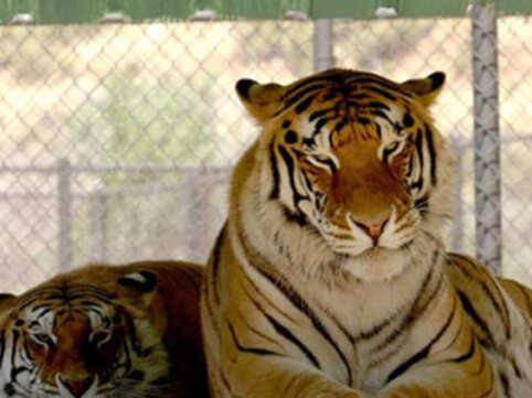 Tailandda pələng turistə hücum etdi