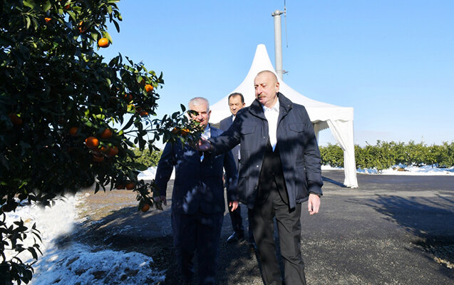 Prezident meyvə bağında - FOTOLAR