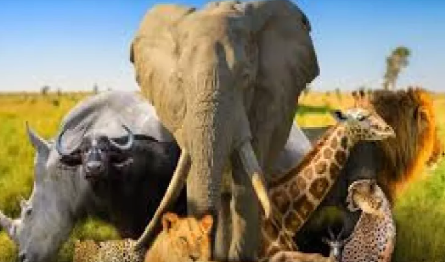 Quruda yaşayan ən yaşlı heyvan - Qadın adını daşısa da, erkəkdir