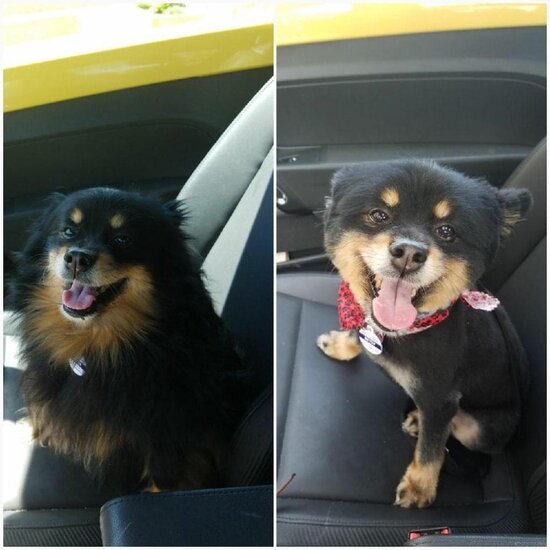 Bərbərxanadan çıxan heyvanlar - FOTOLENT