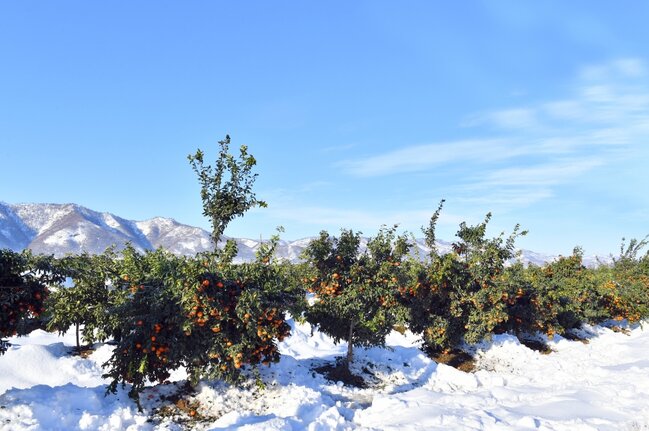 Prezident meyvə bağında - FOTOLAR
