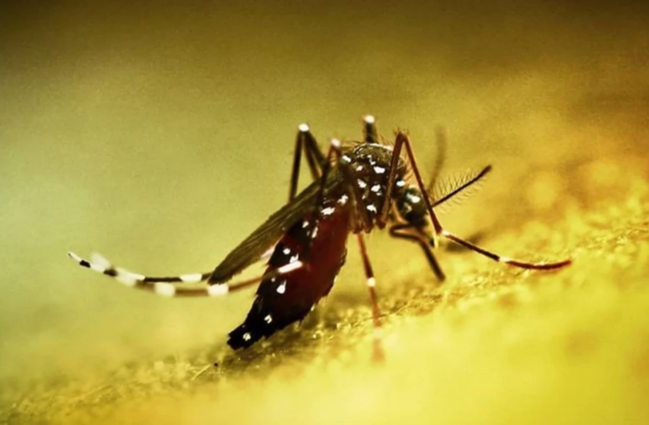 Çində yeni virus YAYILIR