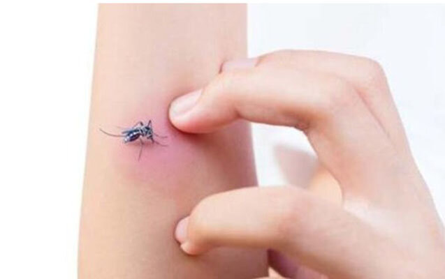 Ağcaqanadlardan qorunmağın asan yolları...