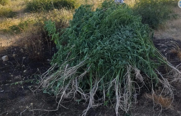 Ağsu dolaylarında yabanı halda bitən iki tona yaxın çətənə kolu məhv edilib