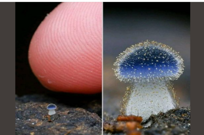 Dünyanın ən kiçik göbələyi – Cəmi 1 millimetrdir