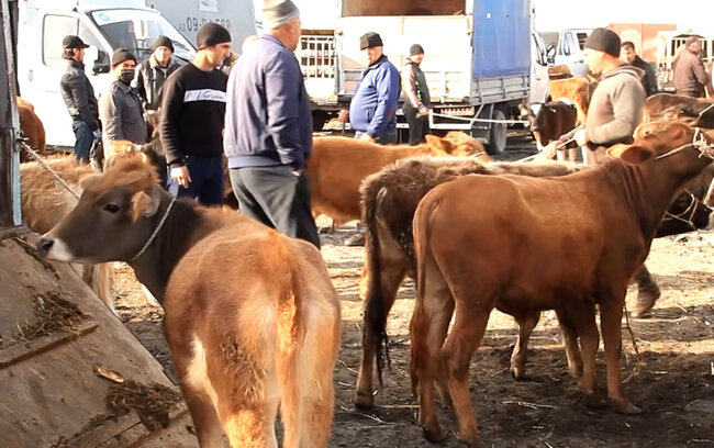 Bu heyvan bazarları fəaliyyət göstərməyəcək - Xəbərdarlıq