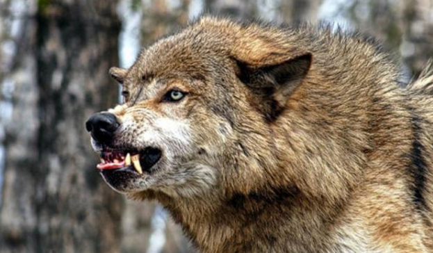 Ağstafada canavarlar kəndə hücum etdi: 40 heyvanı parçaladılar