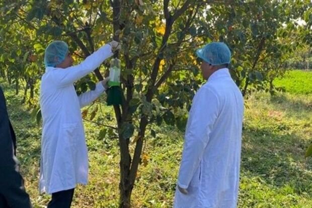 AQTA bir neçə rayonda fitosanitar monitorinqlər aparıb - FOTO