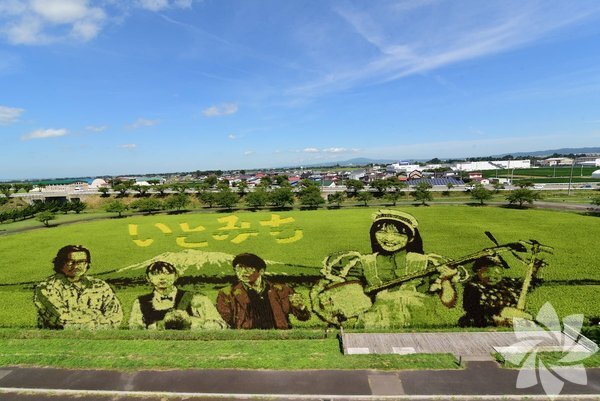 Sənət əsərinə çevrilən düyü tarlaları - FOTO