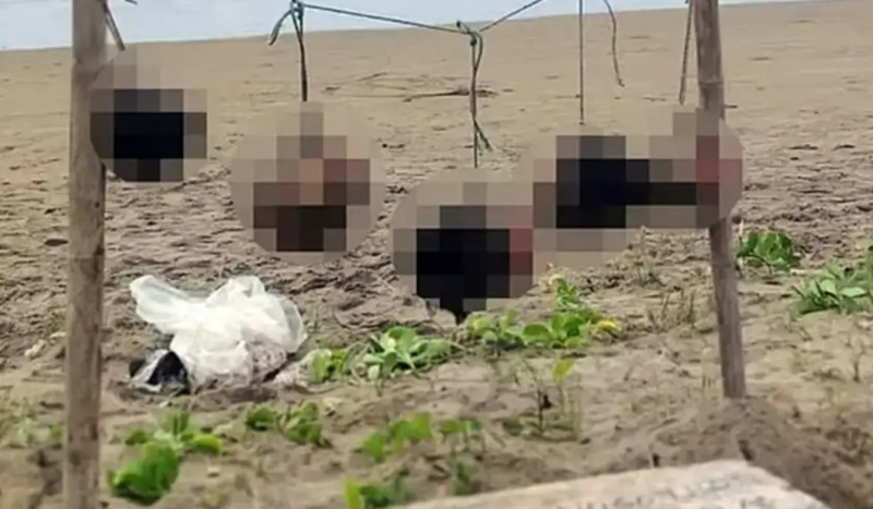 Sahildə ipdən asılmış 5 insan başı tapılıb