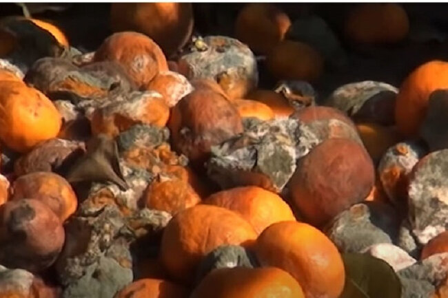 Astarada tonlarla naringi şaxtadan çürüyüb - VİDEO