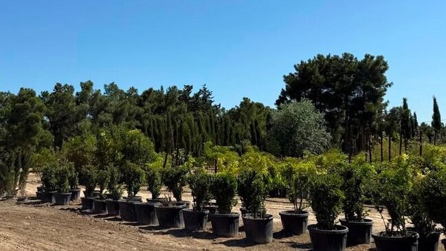 Bakıda yaşıllaşdırma işləri aparılır, yeni ağac və bitki növlərinin yetişdirilməsi və əkilməsi davam etdirilir