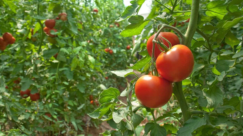Bu il pomidor ucuzlaşmayacaq - Fermer səbəbi açıqladı