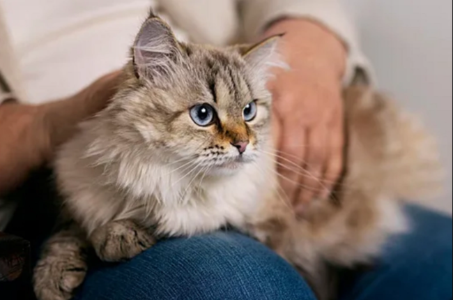 Pişiklər xərçəngin müalicəsinə kömək edə bilər