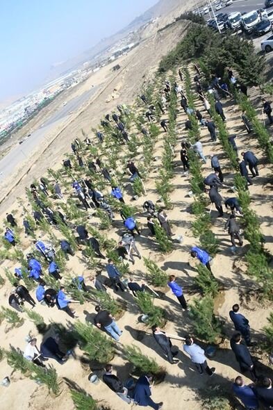 Mövsümlə əlaqədar paytaxtda növbəti ağacəkmə aksiyası keçirildi - FOTO