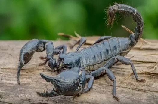 Yuxuda əqrəb görmək nə deməkdir?