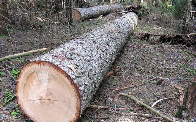 Lerikdə meşədə üzərinə ağac aşan kişi ölüb