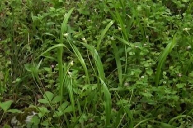 İsmayıllı meşələrində bitən pəl bitkisi: Həm faydalıdır, həm də ucuz - VİDEO