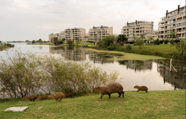 Nəhəng gəmiricilər bir qəsəbəni "ələ keçirdi" - FOTO