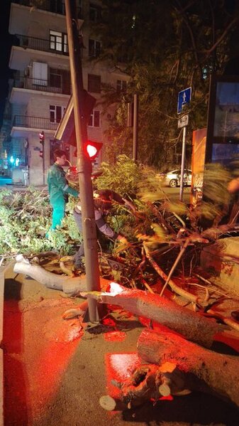 Dünəndən bəri Bakıda 41 ağac sınıb - Fotolar
