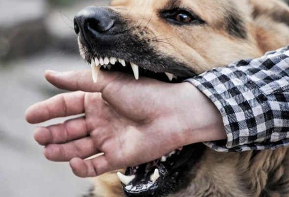 Tailandda quduzluq epidemiyası yayılır