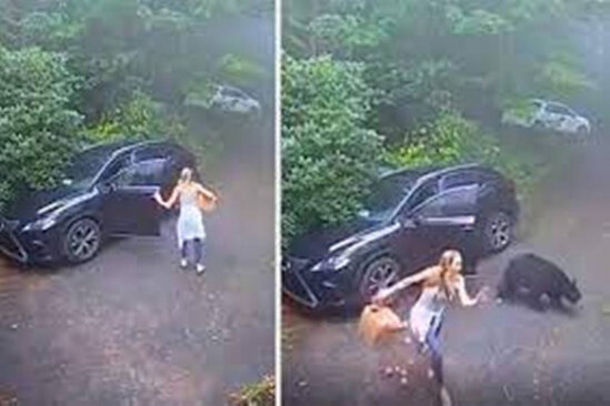 Qadının maşınına ayı girdi - QORXULU GÖRÜNTÜLƏR