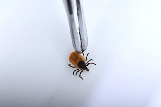 Yeni virus AŞKARLANDI