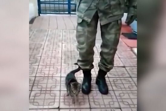 Pişiyə əsgər yerişi ÖYRƏTDİLƏR - VİDEO