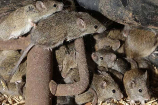 Siçanlar supermarketdən 300 dollardan çox pul oğurladılar