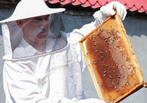 Bal yığımında azalma qiymətlərə necə təsir edəcək?