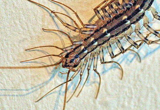 Məşhur müğənninin adı həşərata verildi