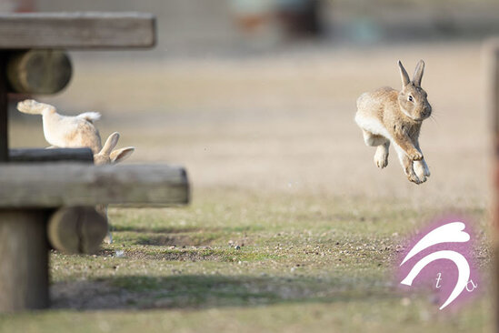 Dovşanların davası trend oldu -FOTOLENT
