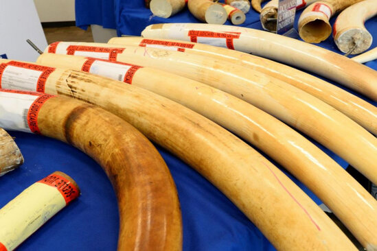 Milyonlarla dollarlıq fil dişini satıla bilmir