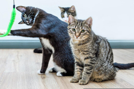 Pişiklər dostlarının adlarını bilirlər - İDDİA