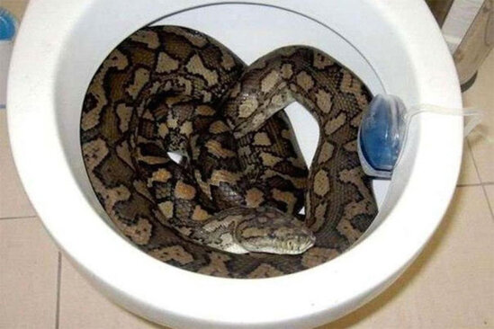 Tualetdə gizlənən PİTON kişinin ombasını dişlədi