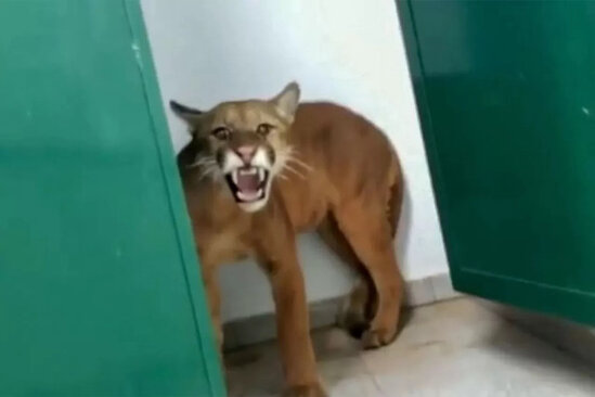 Məktəb tualetindən yaquar tapıldı