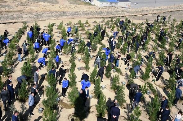 Mövsümlə əlaqədar paytaxtda növbəti ağacəkmə aksiyası keçirildi - FOTO