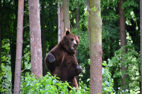 Hindistanlı turistin itdiyi dağ ayılarla doludur - ŞOK VİDEO