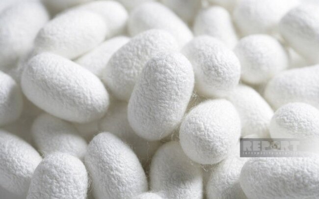 Naxçıvanda barama istehsalı 17 % artıb