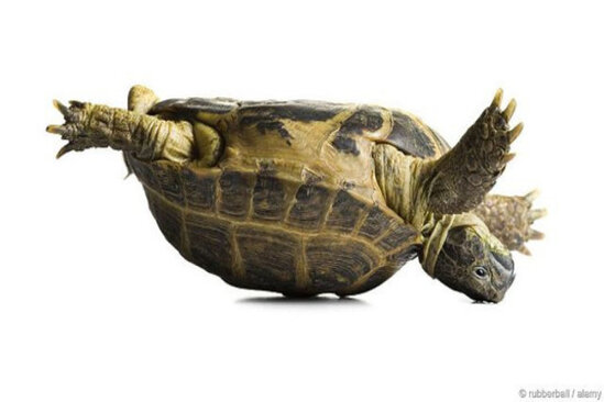 Tısbağaların unikal qocalma mexanizmi