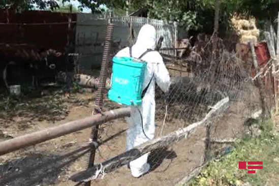 Ağsuda canavarlar kəndlərə hücum edib, 19 baş inək tələf olub – FOTO