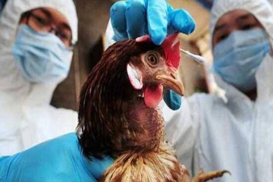 Quş qripi Şimal qütbünə də gedib çıxdı