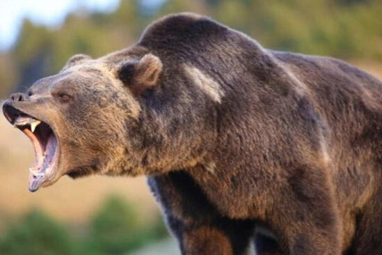 Ayı 5 uşaq atasını parçaladı, özü də öldü - FOTO