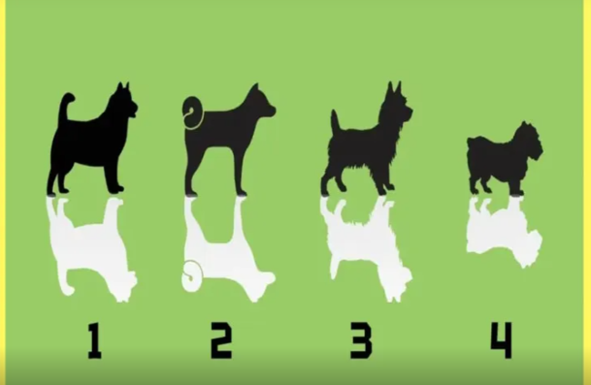 Psixoloji TEST: İnsanlar sizi necə görürlər?