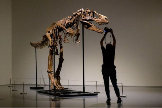 Şəxsi kolleksiyadakı yeganə dinozavr skeleti satışa çıxarıldı – ŞOK QİYMƏT